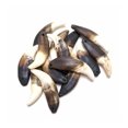 thumbnail image 4 of Natural Wolf Fang Pendant Wholesale Teeth 4/8PCS Retro Black Teeth Tribal Design US, 4 of 9