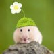 thumbnail image 5 of Gorro de hámster, gorro de animal de punto, adorable gorro para mascotas pequeñas, correa ajustable, diseño de ranitas, conejitos, arcoíris y zanahorias, portátil y plegable, de lana suave,, 5 of 9