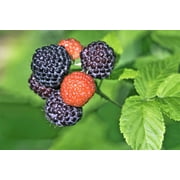 50 *Seeds BLACK RASPBERRY Rubus Leucodermis Fruit Bush Vine Seeds