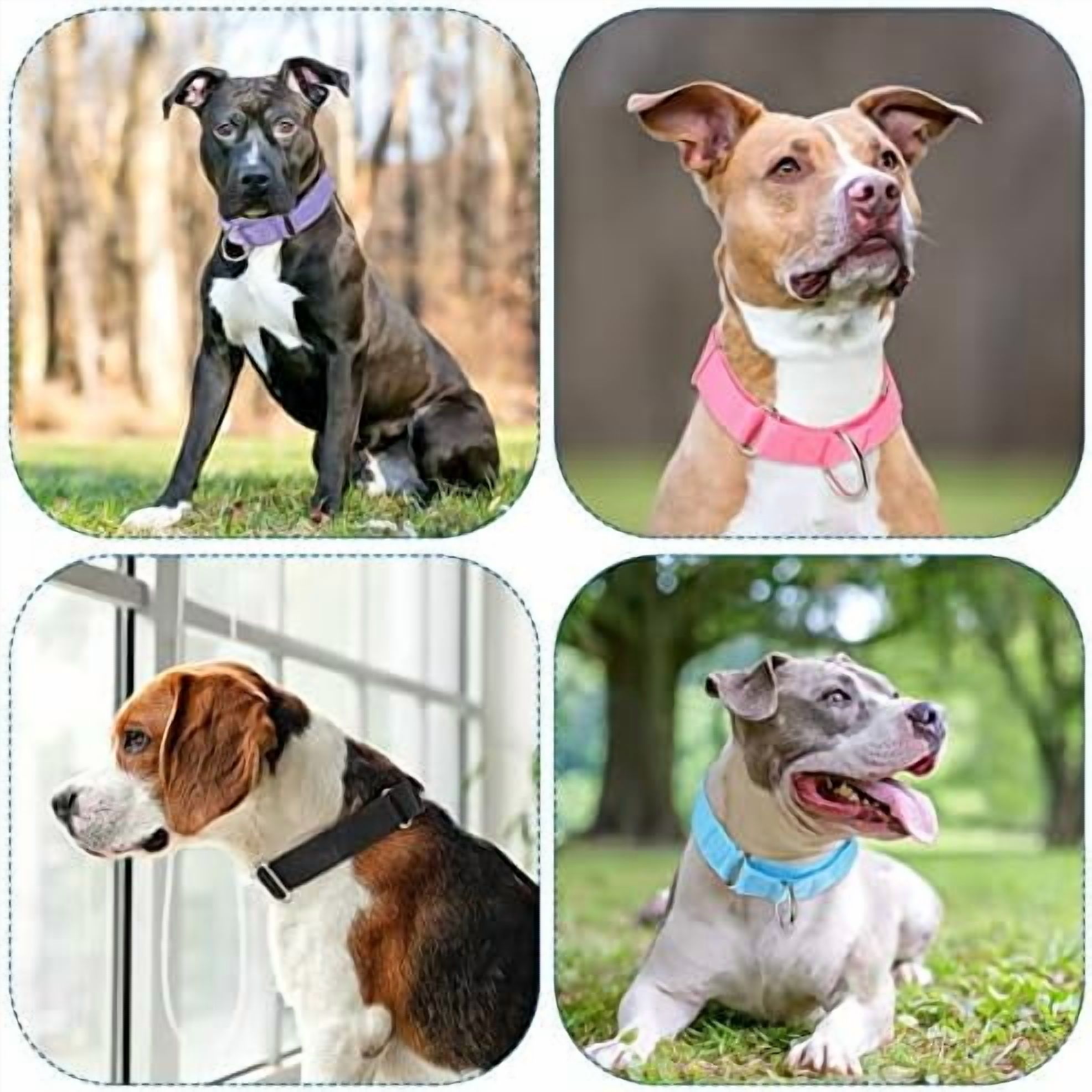 12 Pcs Martingale Collar for Medium Dogs Reflective Dog Collar with Durable Metal Buckle Adjustable Nylon Pet Prevent Slipping Out for Pupplies, 12 Colors(Medium)