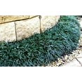 thumbnail image 2 of Dwarf Mondo Grass  1 Large Quart Size Plant  Ophiopogon Japonicus Nanus  Live Shade Loving Evergreen Ground Cover, 2 of 8