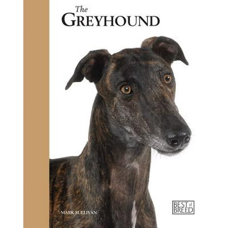 The Retired Racing Greyhound (Best Dogs For Retirees)