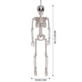thumbnail image 3 of Diceymbol Halloween Outdoor Decor Skeleton Full Size Outdoor Skeleton Mini Plastic Skeleton Bones Skeleton Figure Decorative Skulls Kitchen Decor Halloween Skeleton Plastic Human Skull Pendant, 3 of 7
