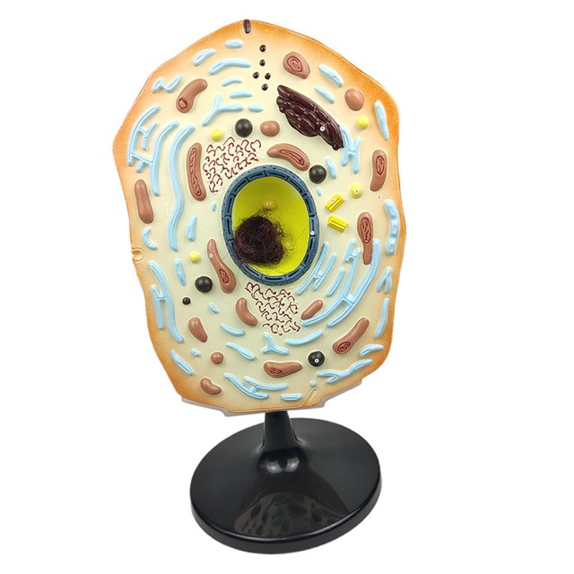 Modelo de Célula Animal Anatomía Vegetal Aula Material Didáctico Suministros Accesorios Sunnimix Recursos de aprendizaje en el aula
