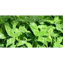 Yuchi Arrowleaf Clover Seed - 10 Lbs.