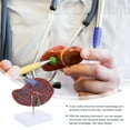 thumbnail image 4 of NICERIO Human Organ Model Human Anatomy Liver Anatomical Model Brown 1Set Teaching, 4 of 6