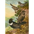 thumbnail image 3 of Johann Friedrich Naumann 11x14 Black Modern Framed Museum Art Print Titled - Sylvia Torquatus, 3 of 5