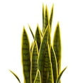 thumbnail image 2 of Nearly Natural 8303 Plante Artificielle Sansevieria 33 Po., 2 of 5