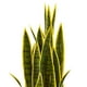 Nearly Natural 8303 33 Po Sansevieria Plante Artificielle – image 2 sur 5
