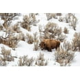 thumbnail image 2 of Jaynes Gallery 24x17 Gold Ornate Wood Framed with Double Matting Museum Art Print Titled - Wyoming-Yellowstone National Park Bison in snow, 2 of 4
