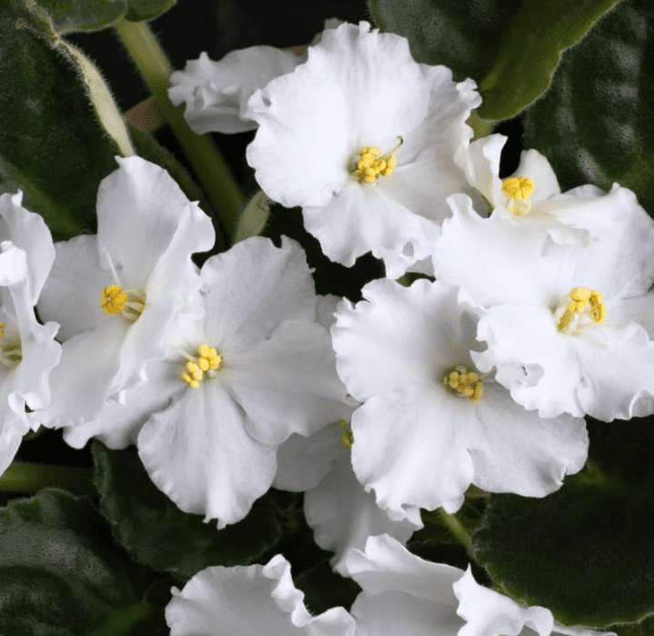 African VioletsWhite Live Plants Houseplants, African Violet Flower 3-5" Tall in 4 Inch Pot, Live African Violet Plant Indoor