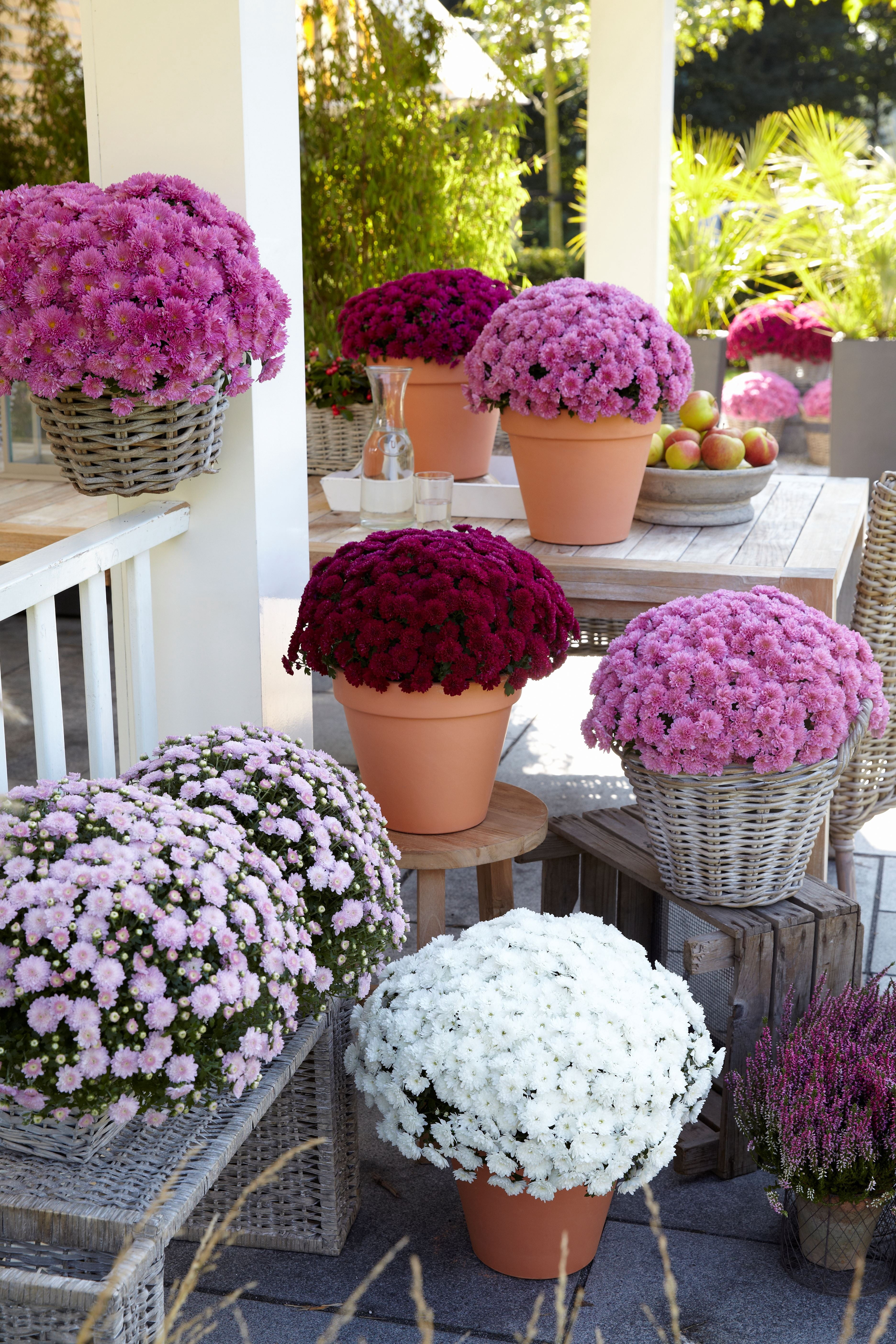 Better Homes & Gardens 1.5G Purple Mum Live Plant in Decorative Pot
