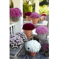 thumbnail image 5 of Better Homes & Gardens 2.5G Purple Mum Live Plant in Bushel Basket, 5 of 10