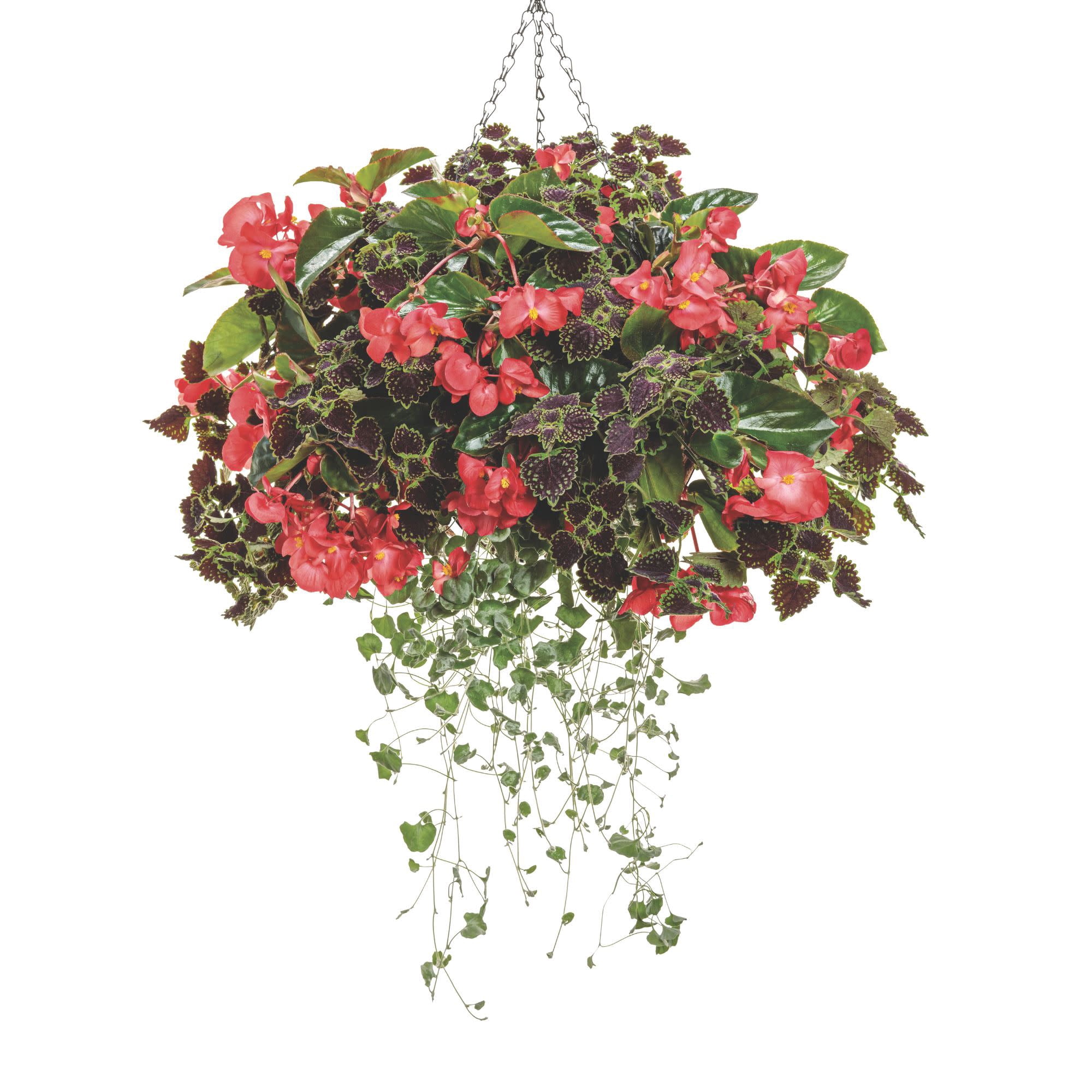 Proven Winners 4" Surefire Cascade Red Begonia Live Plant in 4.25" Pot (4 Count)