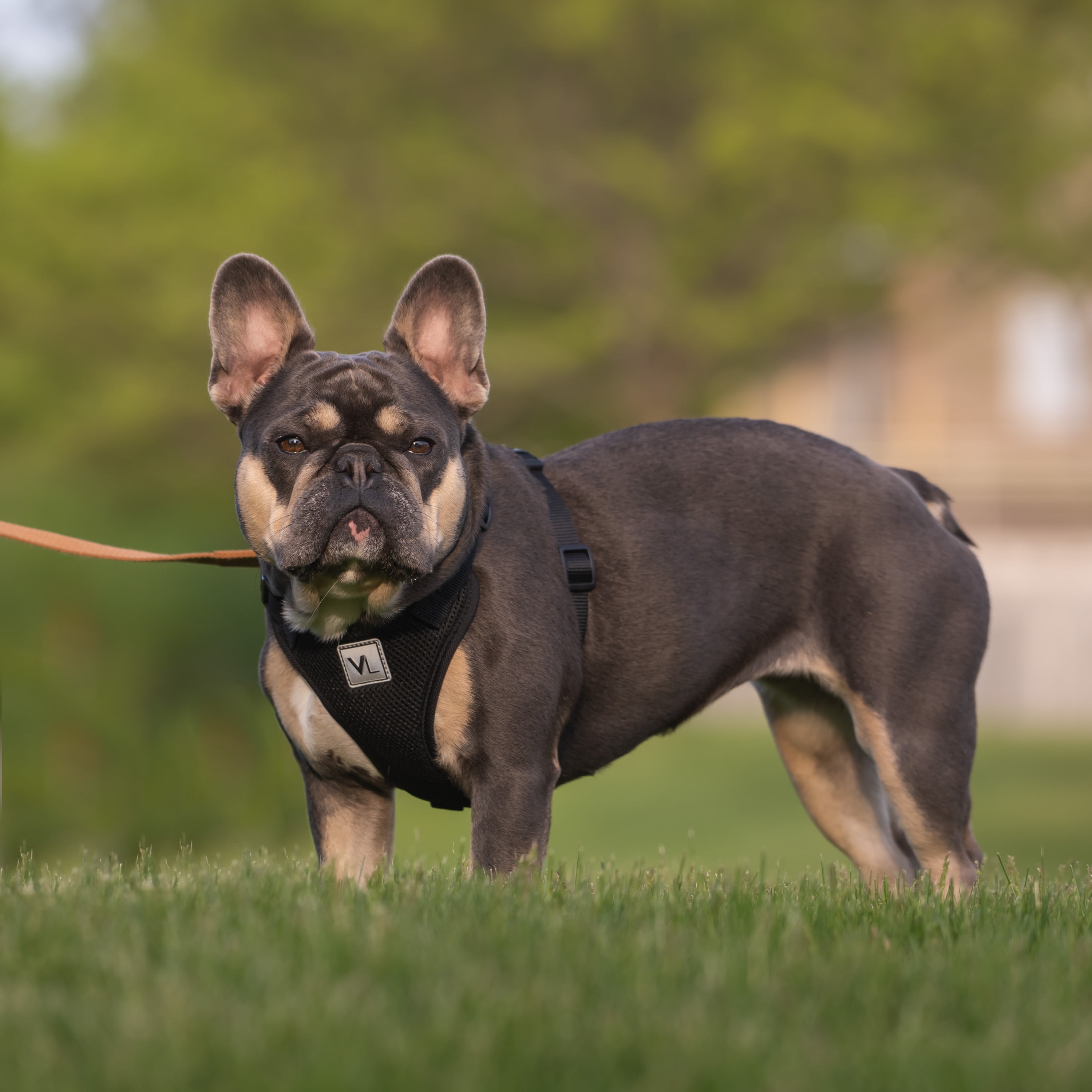 Vibrant Life, Mesh Adjustable Dog Walking Pet Harness, Black, Size Small