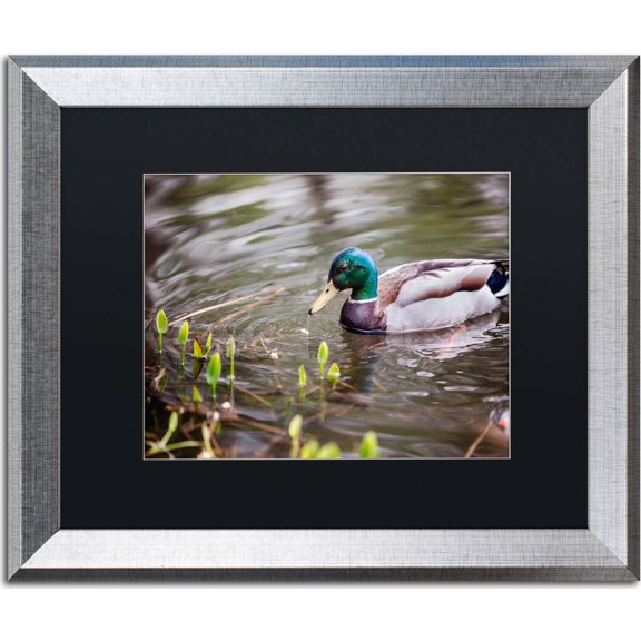 Trademark Fine Art "Mallard" Canvas Art by Jason Shaffer, Black Matte, Silver Frame