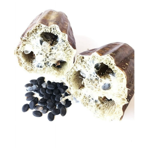 Gourd, Luffa Seeds (Luffa acutangula) 10 Seeds (0.2 grams)