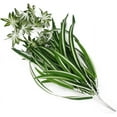 thumbnail image 2 of 4PCS Artificial Chlorophytum Silk Flowers, Flowers Spider Greenery Hanging Basket Ivy Green Leaves Wall Hanging for Home Garden Office Wedding Decoration, 2 of 6