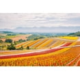 thumbnail image 2 of Lefer, Clement 14x11 White Modern Wood Framed Museum Art Print Titled - Flowers in Hokkaido II, 2 of 4