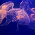 thumbnail image 2 of Rita Crane 26x26 White Modern Wood Framed Wall Art Titled - Jellyfish Dance I, 2 of 5