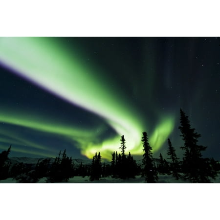 The bright neon green aurora swirling above the boreal forest Chena River State Recreation Area Fairbanks Interior Alaska winter Canvas Art - Sunny Awazuhara- Reed Design Pics (38 x 24)