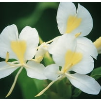 Hawaiian White Ginger Root Hedychium Coronarium J6