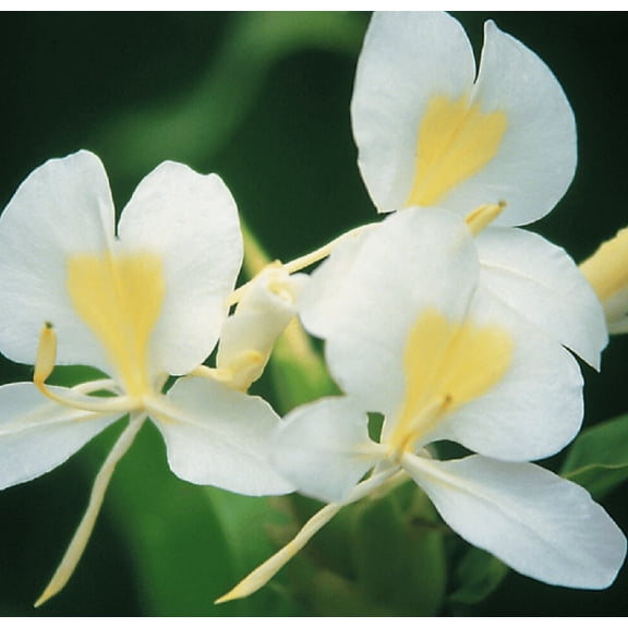 Hawaiian White Ginger Root Hedychium Coronarium J6