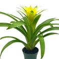 thumbnail image 3 of BubbleBlooms Yellow Bromeliad, Nidularium billbergioides, 4 inch Pot, 3 of 9