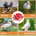 thumbnail image 3 of Chicken Leg Bands, 100PCS Plastic Chicken Identification Leg Bands, 20mm 001 to 100 Numbered Poultry Leg Bands for Ducks, Chicks, Goose, Gamefowl, Turkey, 3 of 7