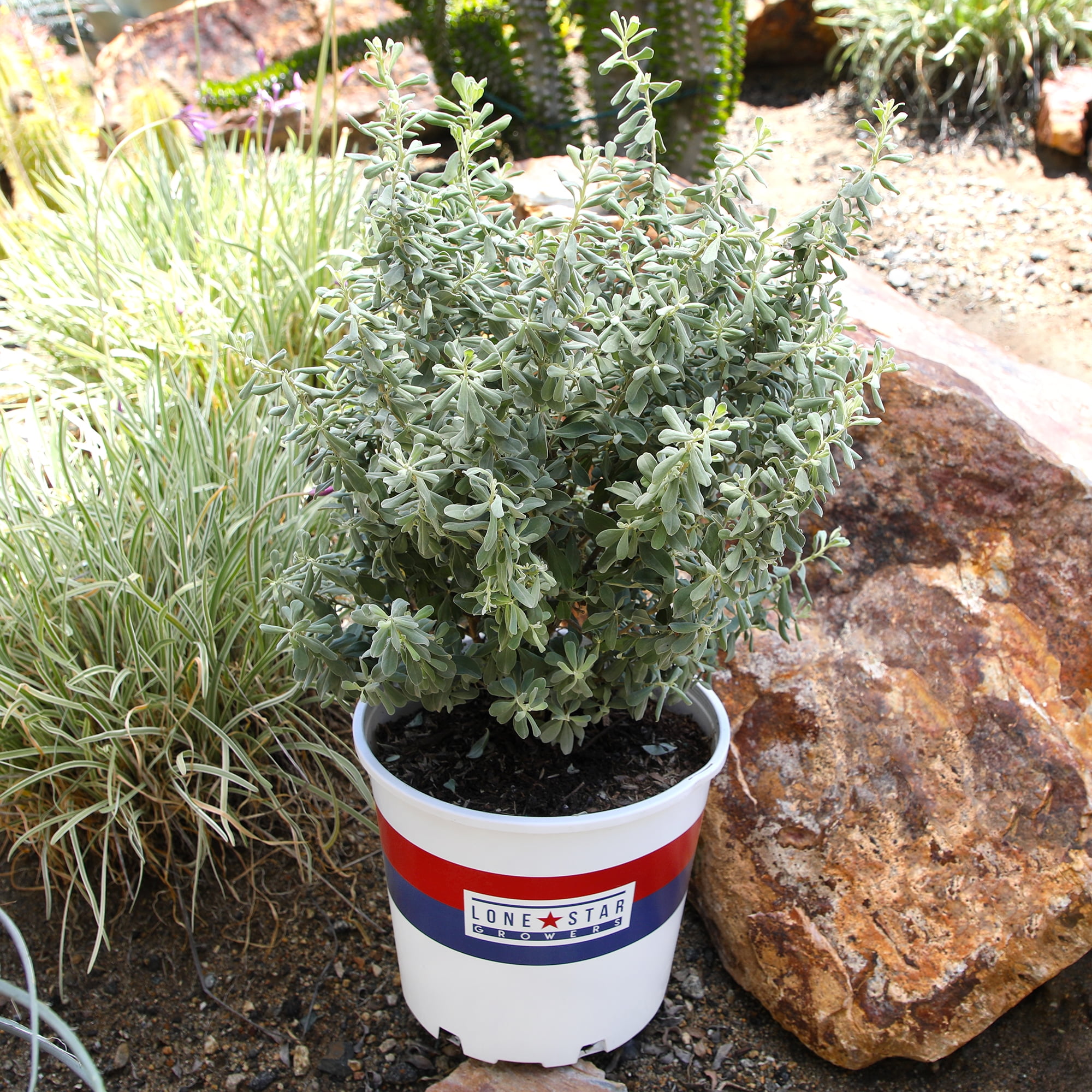 Lone Star Growers Silverado Sage (Leucophyllum), Outdoor Perennial Live Plant, 8 qt Pot, Full Sun