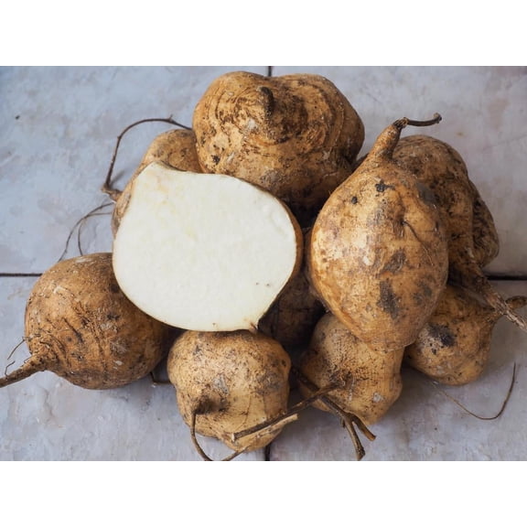 Thai Jicama Seeds - Giant, Crisp, & Refreshing Tubers!