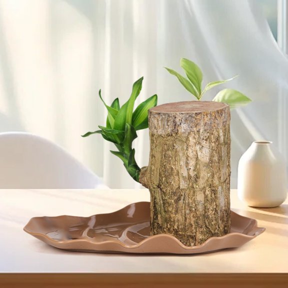 Brazilian Wood Plant Tray, Brazilian Wood Tray Plastic Plates Desk Decoration Plants, Brazilian Wood Hydroponic Plant for Purifying Indoor Air