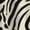 CZC157, variant on Animal Print Zebra Leopard Women Dress V-Neck Short Sleeve Flowy Swing Party Midi Dress