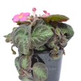 thumbnail image 3 of Episcia, Pink Panther, Flame Violet, Violet - Pot Size: 3.5in - House Plants, 3 of 3