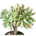 thumbnail image 3 of Aeonium Sunburst Crest Succulent Live Plant 2 Inch for Indoor Outdoor Home Office Garden Decor, 3 of 6