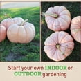 thumbnail image 3 of Harris Seeds - Pumpkin Porcelain Doll F1 Seeds - Large. Blocky Fruits -  250 Seeds, 3 of 7
