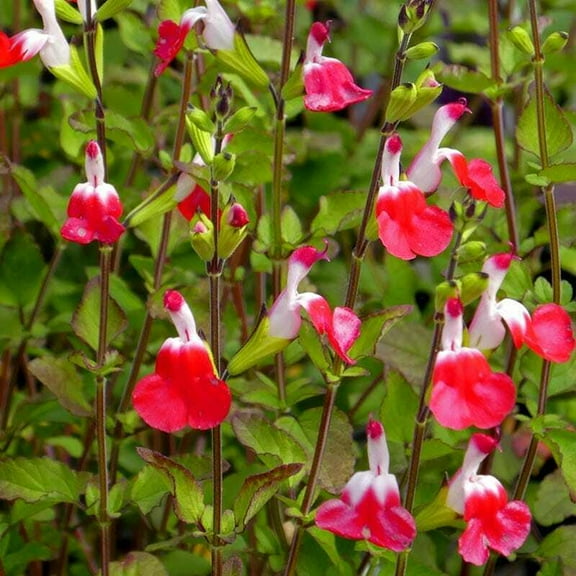 50 Hot Lips Salvia Seeds – Hummingbird & Pollinator Perennial Flower – Drought Tolerant Garden Plant