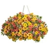 Better Homes & Gardens - 2 Gallon Hanging Basket Multicolor 'Beachside Drive' Annual Combo - Live Plants