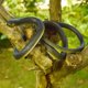 thumbnail image 4 of Juguete de serpiente de goma de serpiente falsa, 4 piezas de serpientes mamba negras realistas para accesorios de jardín para mantener alejados a los pájaros, juguetes de serpiente que parecen bromas, 4 of 5