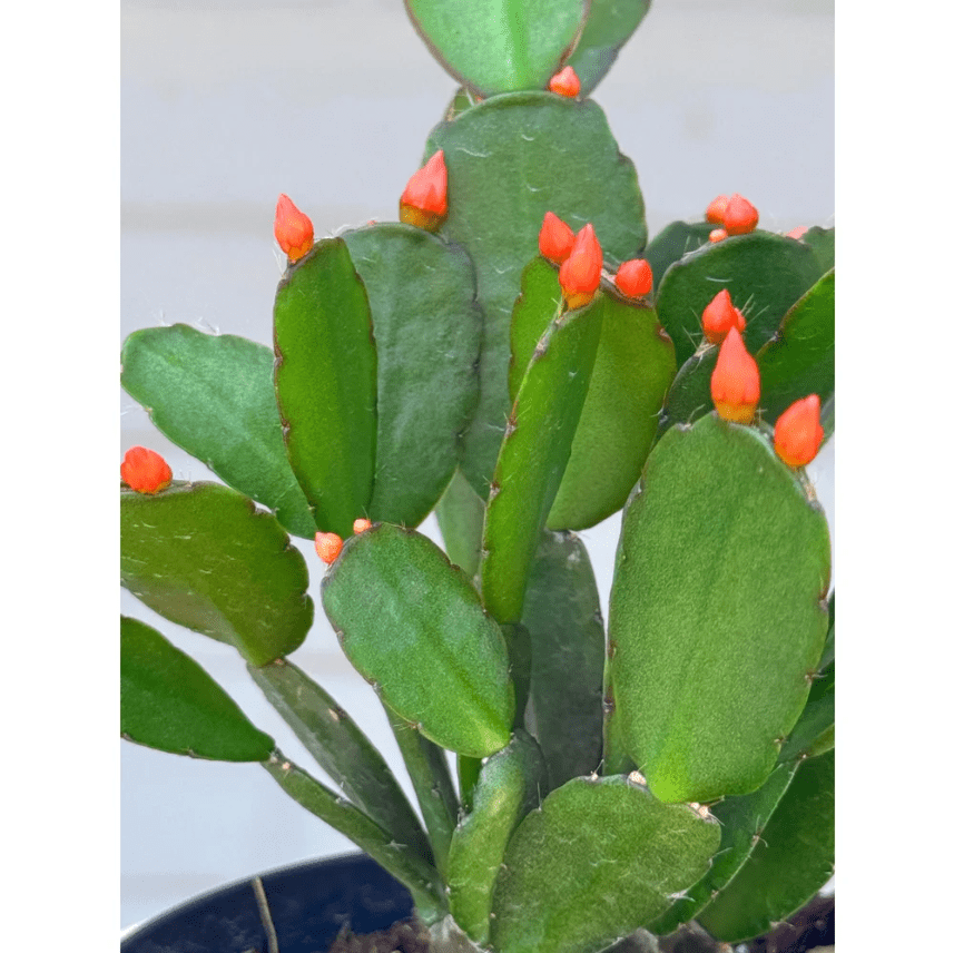 Orange Easter Cactus Plant Live for Planting, Easter Cactus Plant, Orange Spring Cactus Plant Perennial Flower Easter Cactus for Indoor Garden, 4 to 6 Inch Tall, No Pot