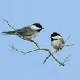 thumbnail image 3 of CafePress - Chickadee Song Bird T Shirt - Light T-Shirt - CP, 3 of 4