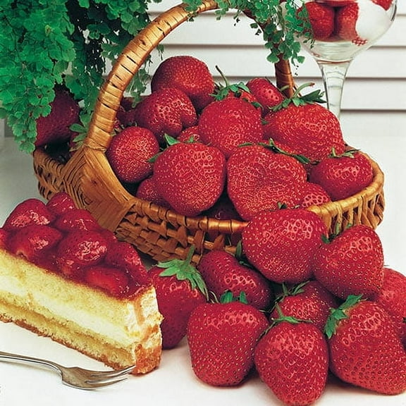 Whopper Strawberry (Fragaria) Dormant Bare Root Starter Fruiting Plants (10-Pack)