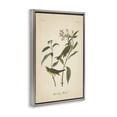 thumbnail image 3 of Stupell Industries Cottage Vintage Warbler Diagram Gray Floating Frame Canvas Art, 21 x 31, by Wild Apple Portfolio, 3 of 8