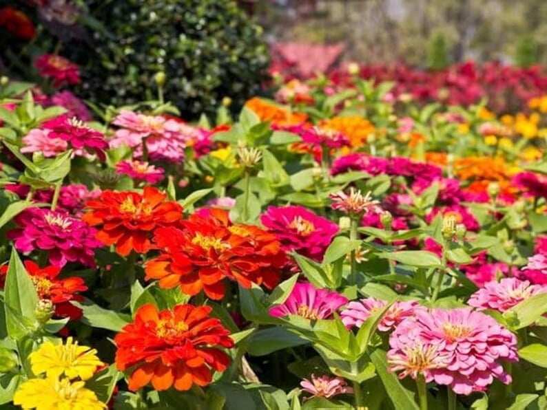 30 Zinnia Seeds -, Drought, Easy to Grow, Summer to Fall Blooms