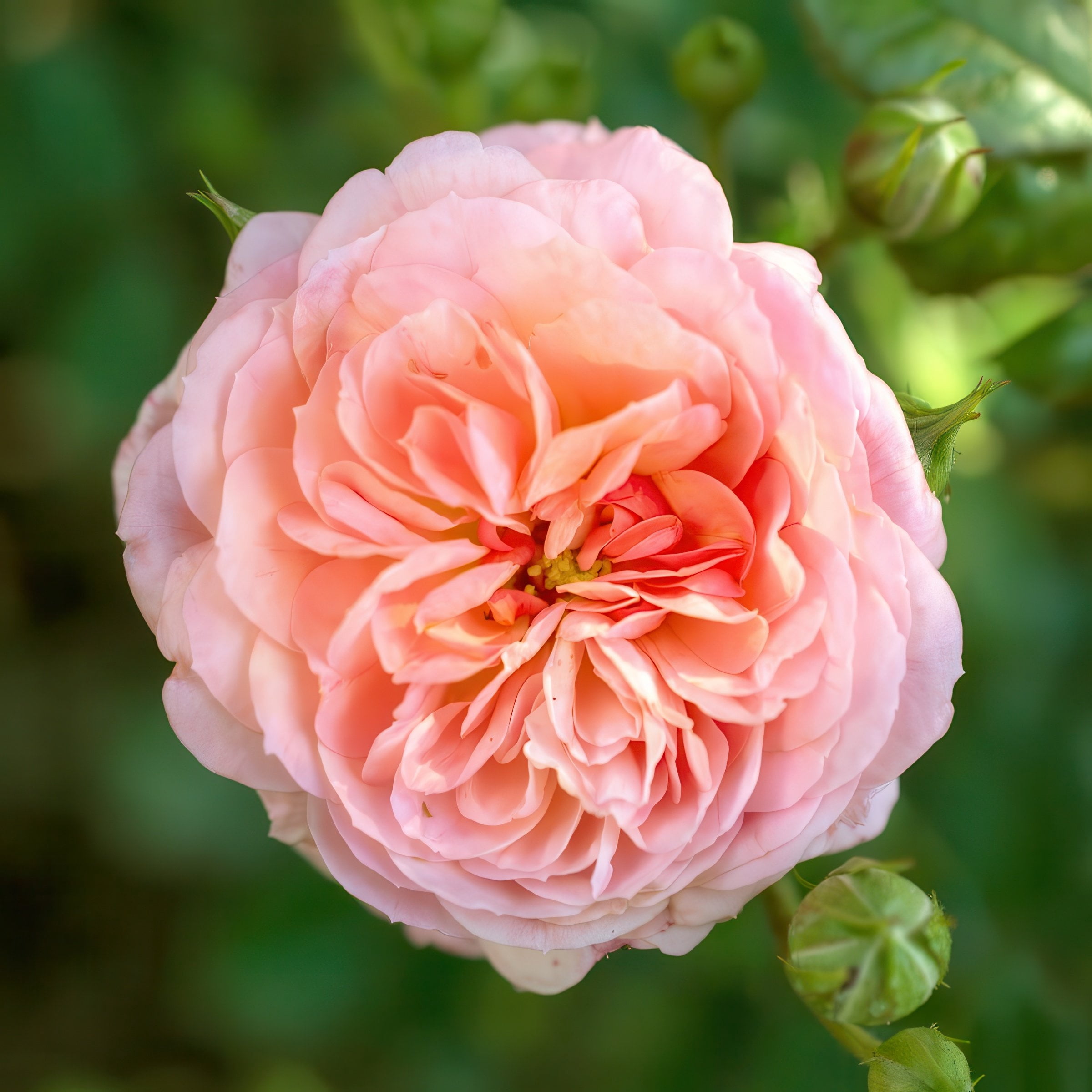 National Plant network 3 gal. Drift Rose Apricot