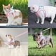 thumbnail image 2 of Arnés para perros pequeños, chaleco reflectante ajustable antitirones para perros pequeños, arnés antitirones para perros, arnés de fácil colocación para perros, arnés para cachorros (M), 2 of 5