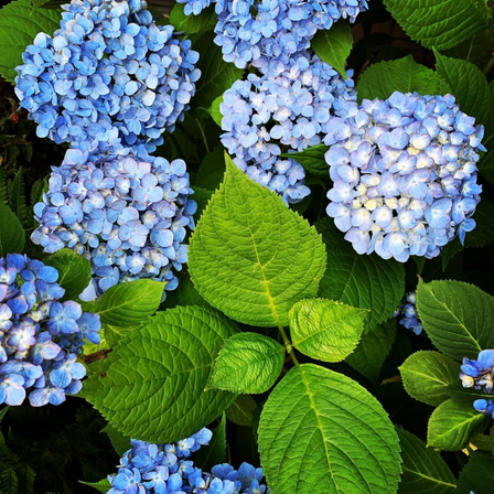 Blue Hydrangea Tree Live Plant in 2.5 inches Pot, Hydrangea Plant for Outdoor Growing, Dormant, 3 - 5 inches Tall