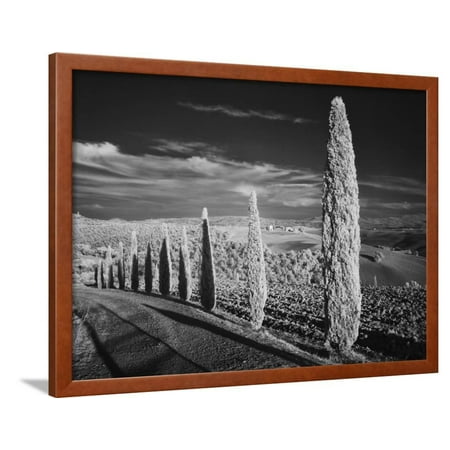 Infra Red Black and White View of Drive Lined with Cypress Trees, San Quirico D'Orcia, Tuscany, Ita Framed Print Wall Art By Adam