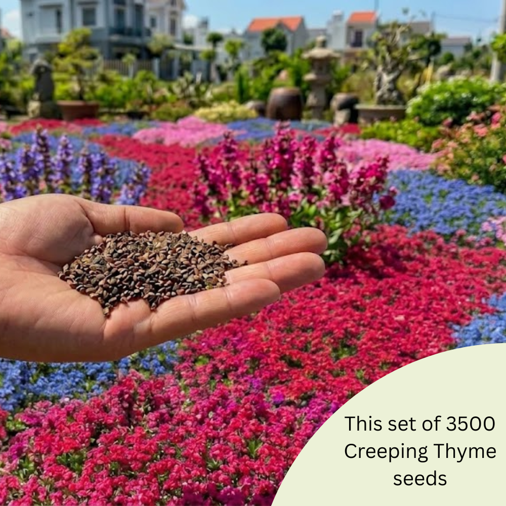 Pack 3500 Creeping Thyme Seeds for Planting, Thymus Serpyllum, Perennial Ground Cover Plants for Garden Borders and Rock Gardens