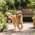 thumbnail image 2 of Stylish Dog Sun Hat For Small Dogs Lightweight Polyester Pet Cap With Adjustable Chin Strap For Outdoor Beach Park Walks UV Protection In Duck Cow Check And Blue, 2 of 9